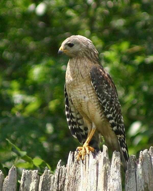 Hawk